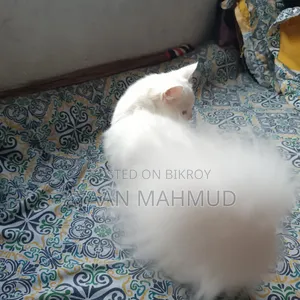 1-3 Months Male Mixed Breed Persian