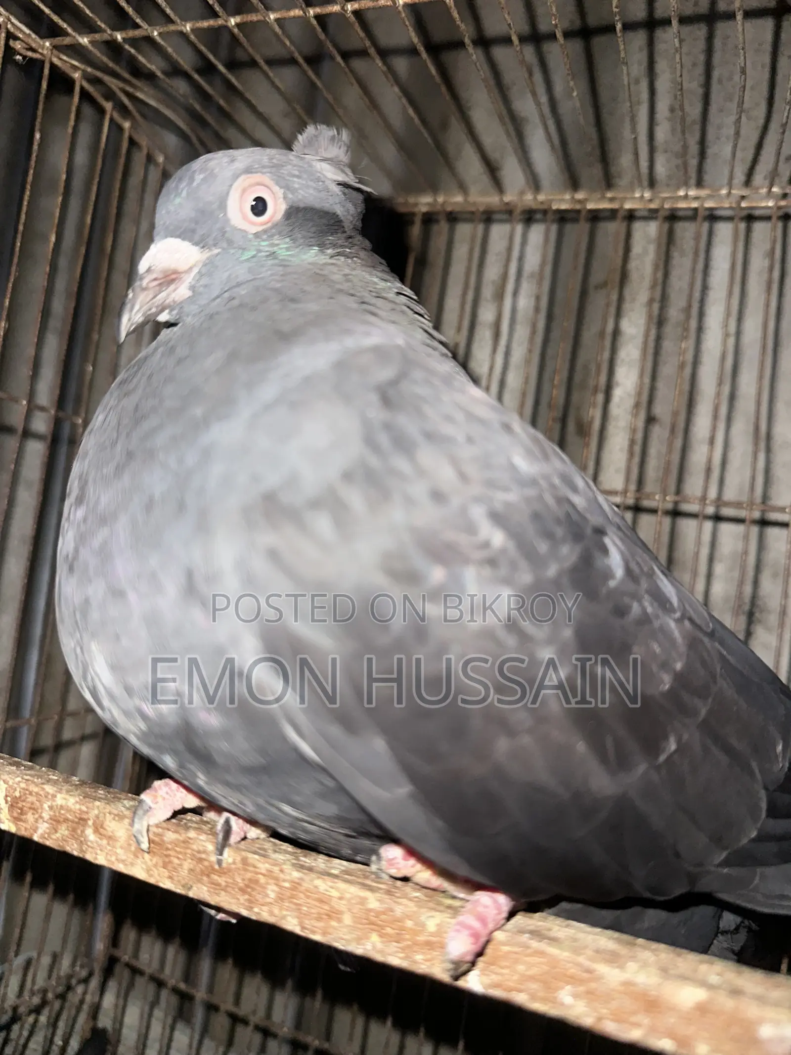 Selling a flock of female pigeons
