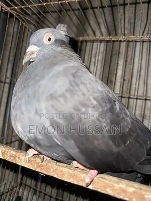 Selling a flock of female pigeons