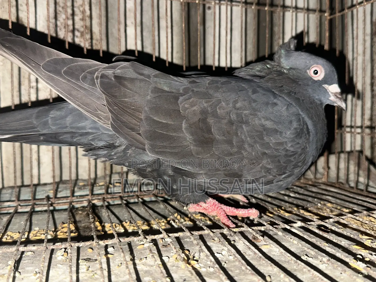 Selling a flock of female pigeons