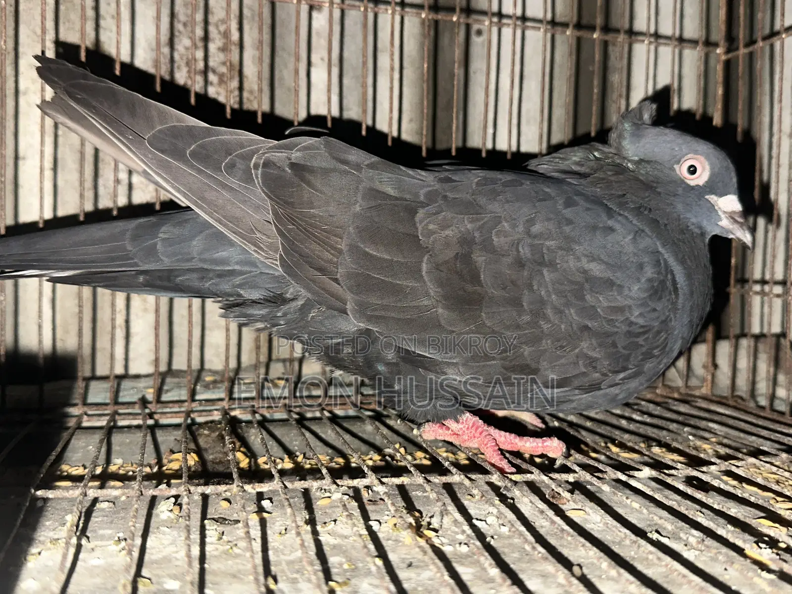 Selling a flock of female pigeons