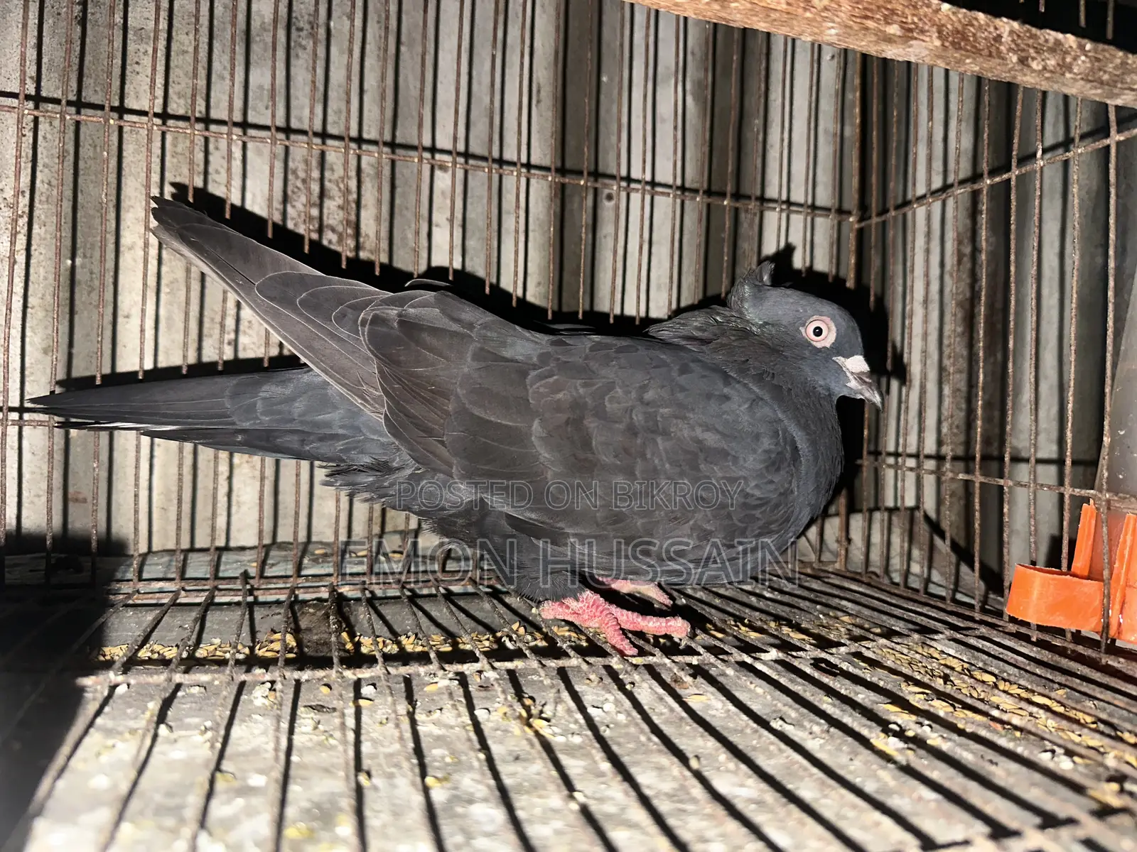 Selling a flock of female pigeons