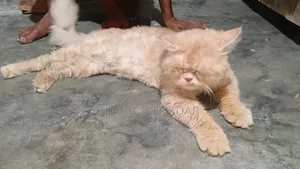 6-12 Months Male Purebred Persian