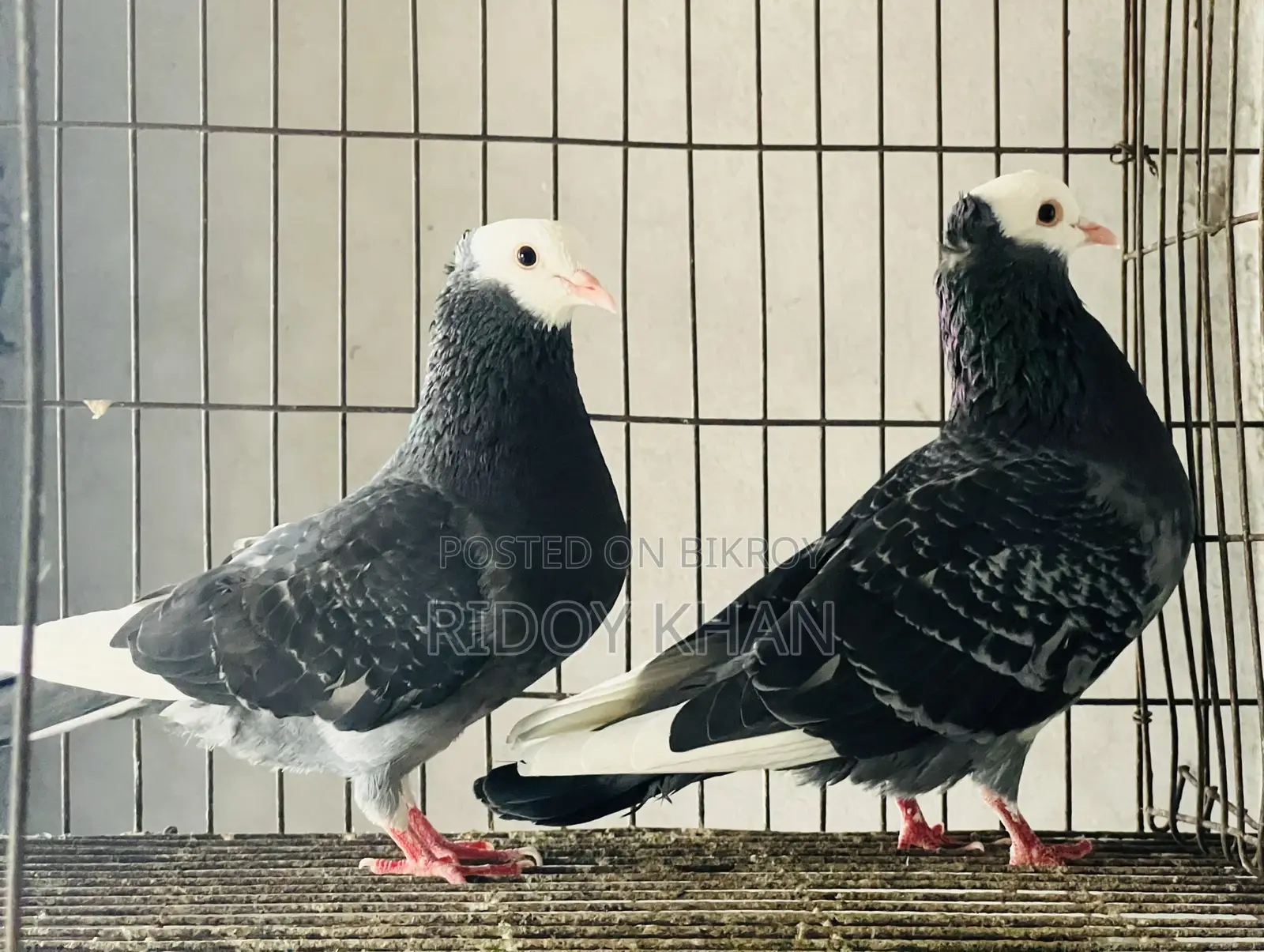 Rajgolla Pigeon