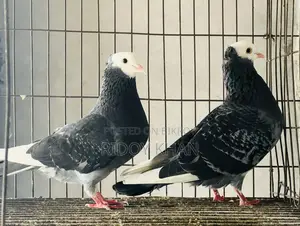 Rajgolla Pigeon