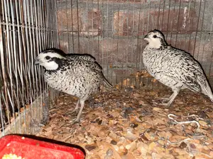 Snowflake Bobwhite Quail
