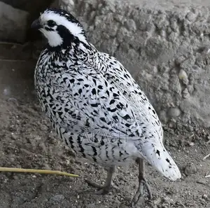 Snowflake Bobwhite Quail
