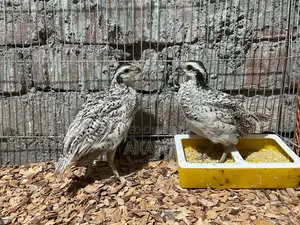 Snowflake Bobwhite Quail