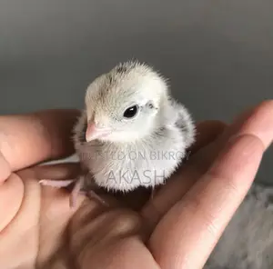 Snowflake Bobwhite Quail