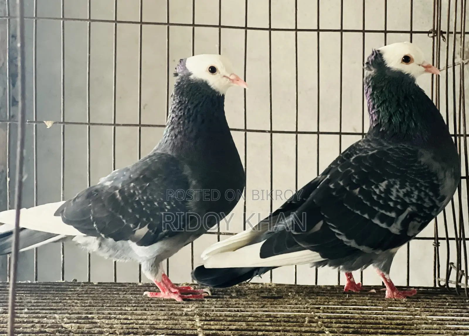 Rajgolla Pigeon