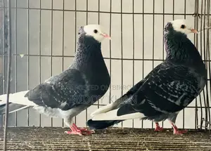 Rajgolla Pigeon