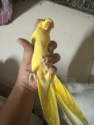 লুটিনো রিংনেক প্যারট বেবি