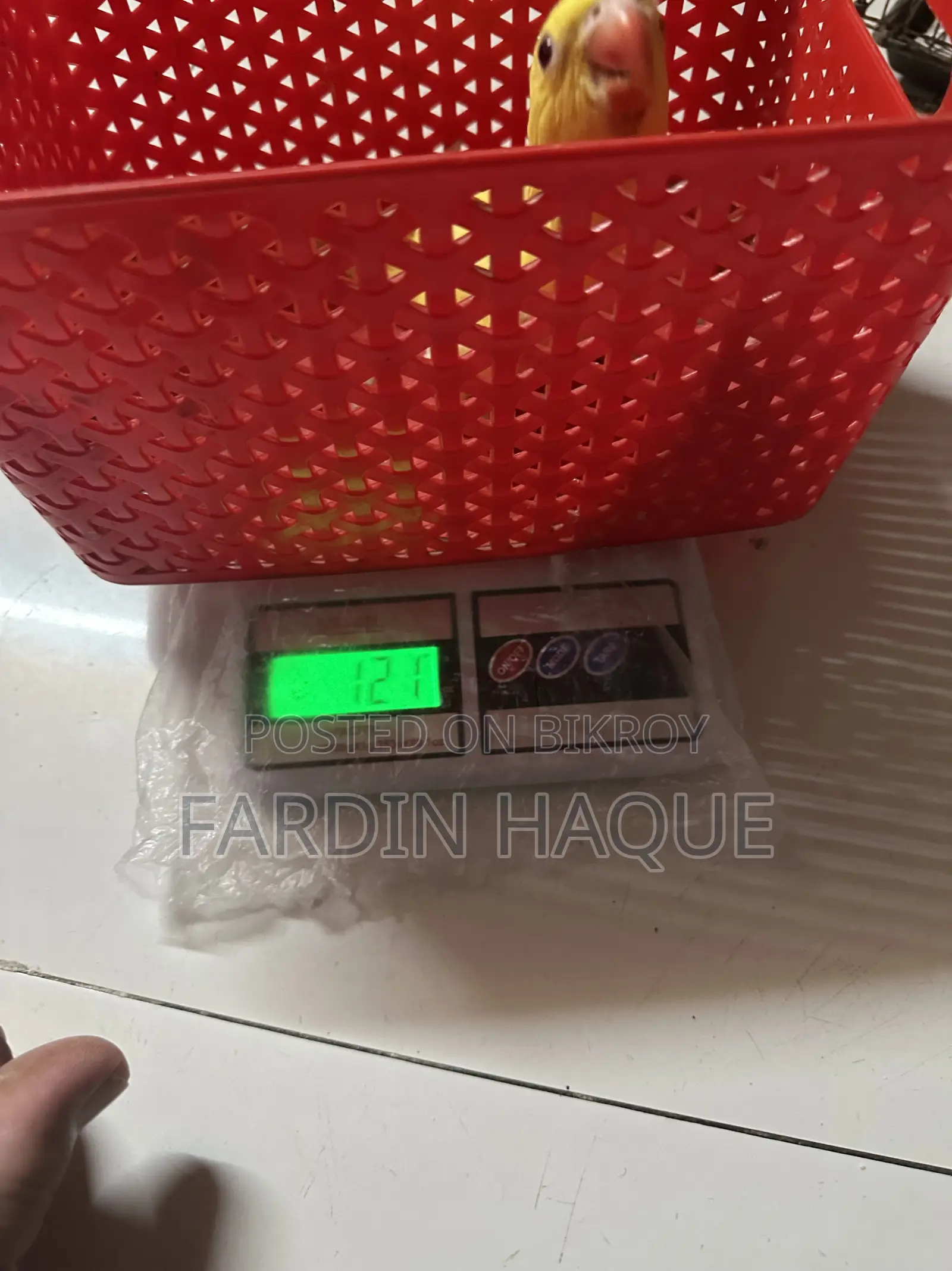 লুটিনো রিংনেক প্যারট বেবি