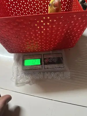 লুটিনো রিংনেক প্যারট বেবি