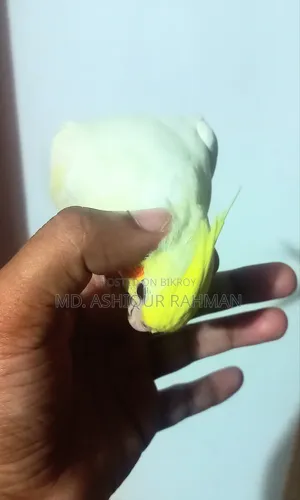 টেম কোকাটেল বিক্রি হবে