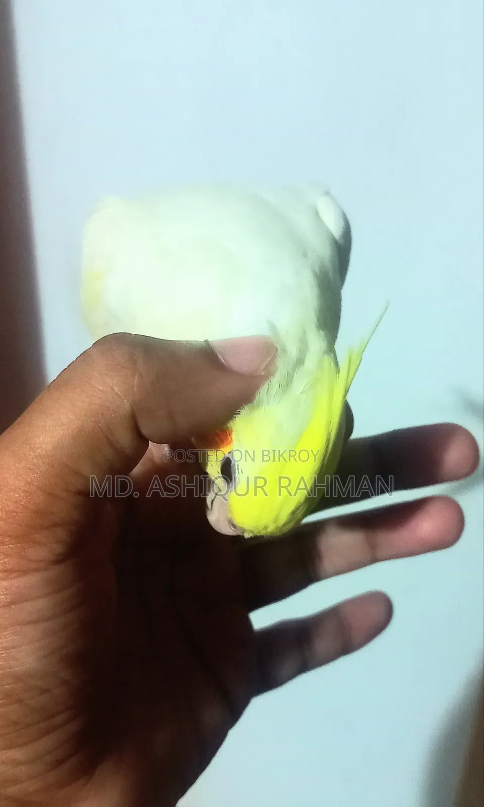 টেম কোকাটেল বিক্রি হবে