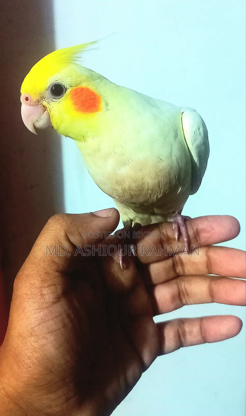 টেম কোকাটেল বিক্রি হবে