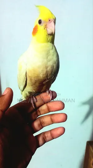 টেম কোকাটেল বিক্রি হবে
