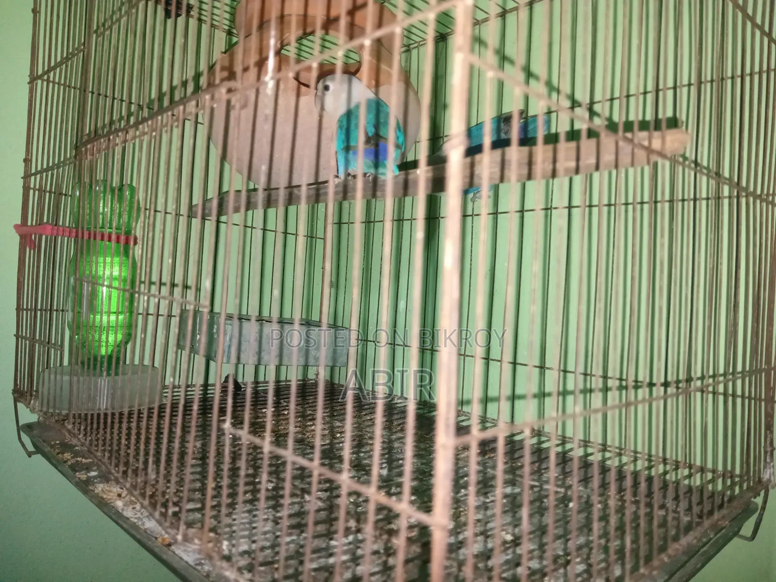 ব্লু ফিসার লাভ বার্ড