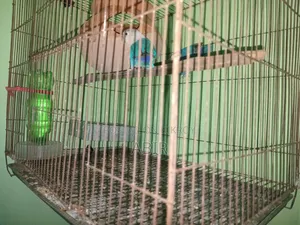 ব্লু ফিসার লাভ বার্ড