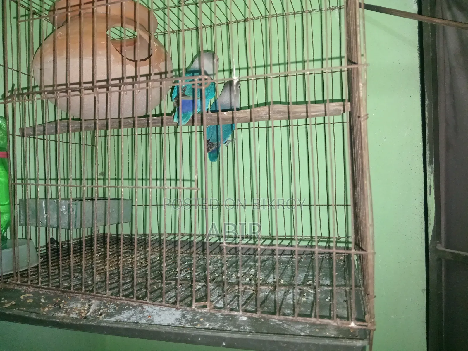 ব্লু ফিসার লাভ বার্ড