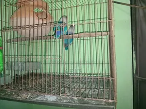 ব্লু ফিসার লাভ বার্ড
