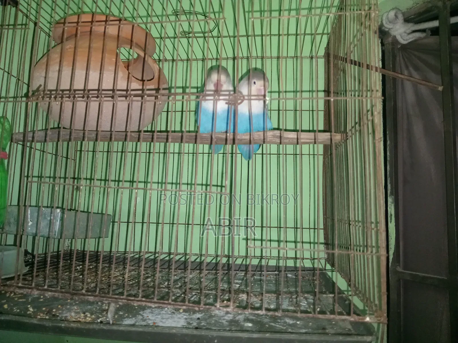ব্লু ফিসার লাভ বার্ড