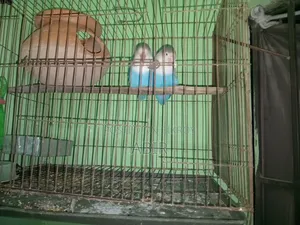 ব্লু ফিসার লাভ বার্ড