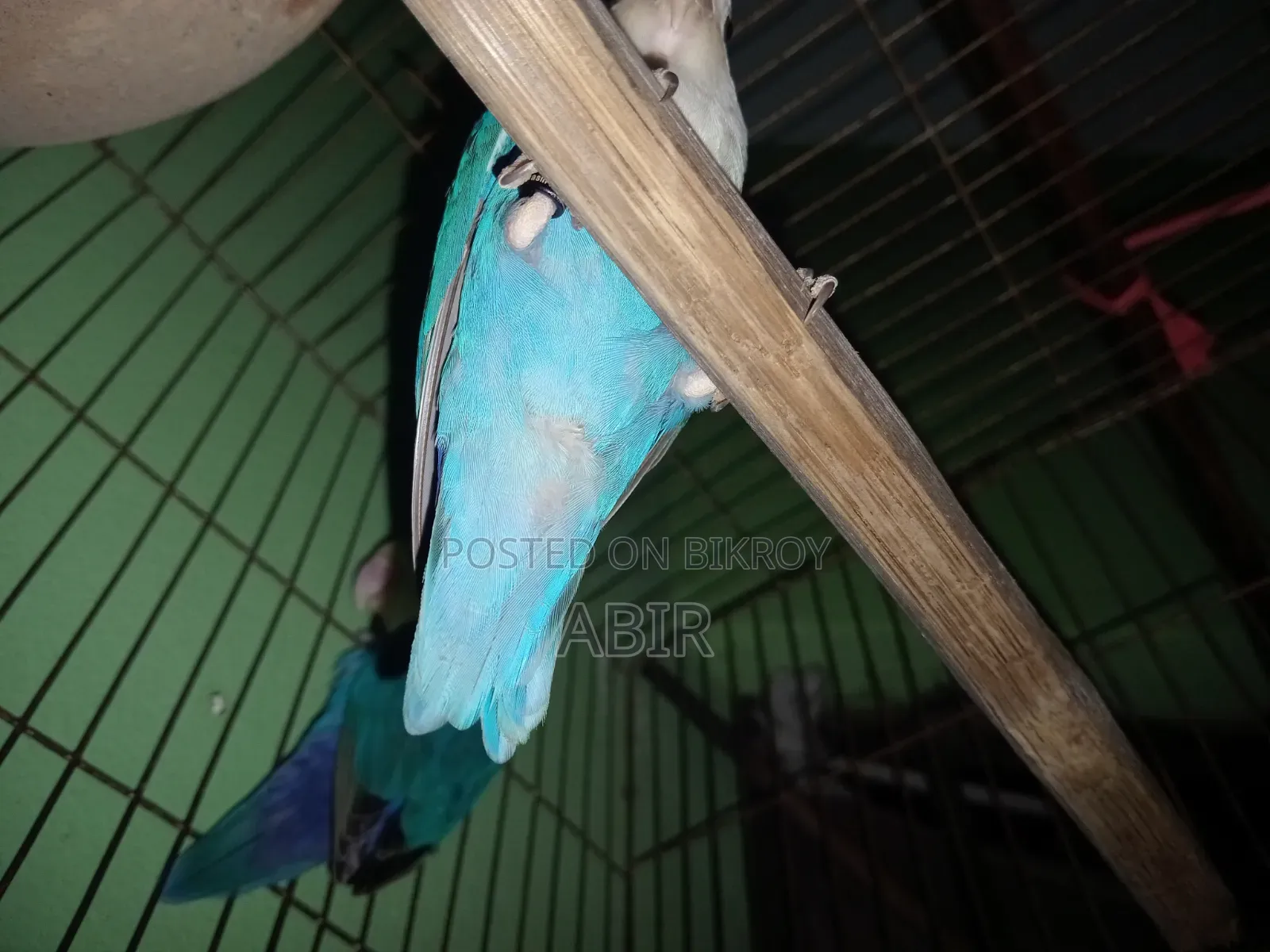 ব্লু ফিসার লাভ বার্ড