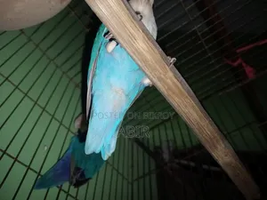 ব্লু ফিসার লাভ বার্ড