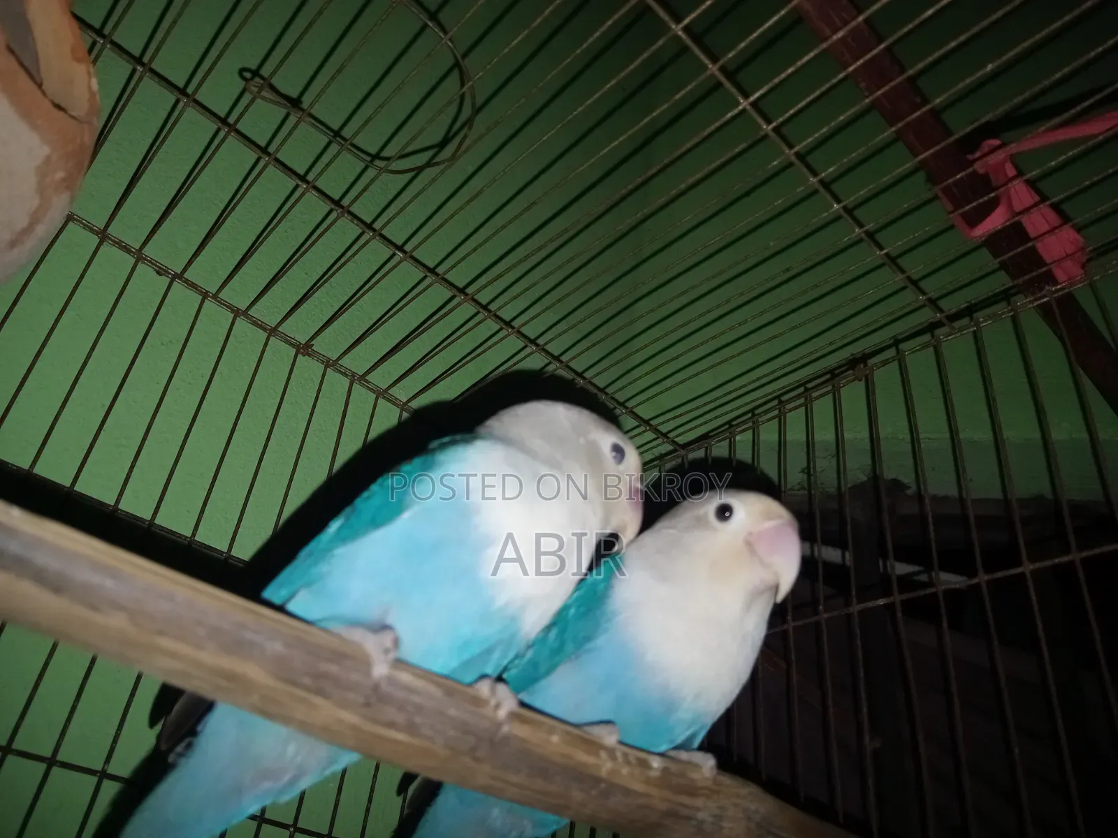 ব্লু ফিসার লাভ বার্ড