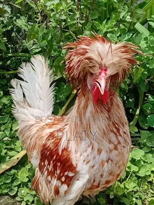 Buff Polish Male New Adult