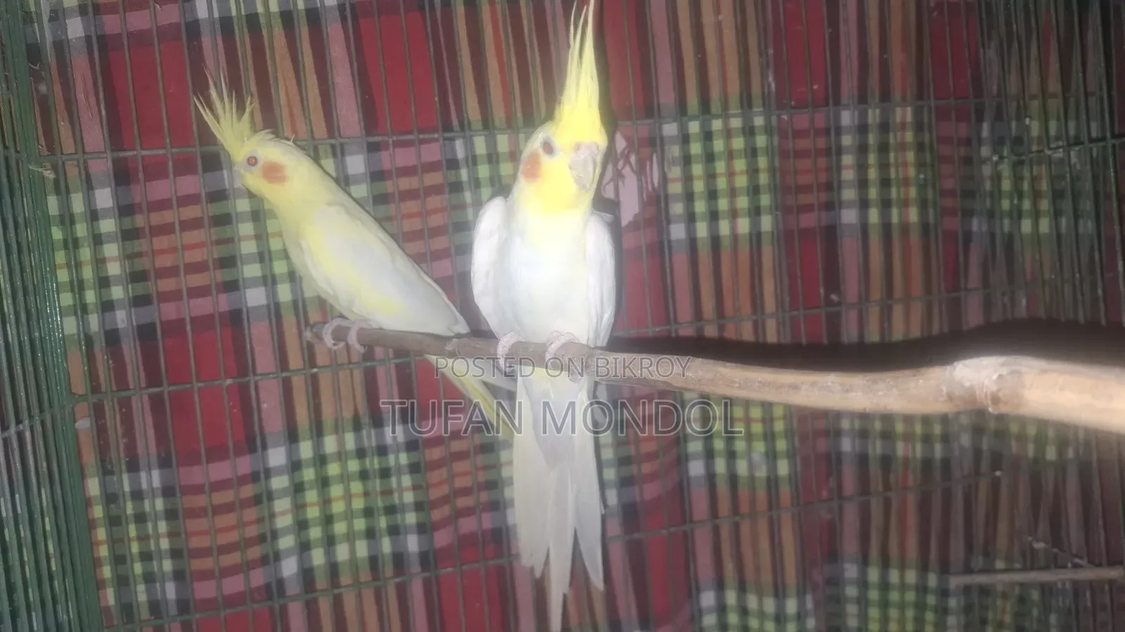 কাকাটেল রানিং জোড়া