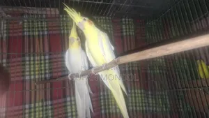 কাকাটেল রানিং জোড়া