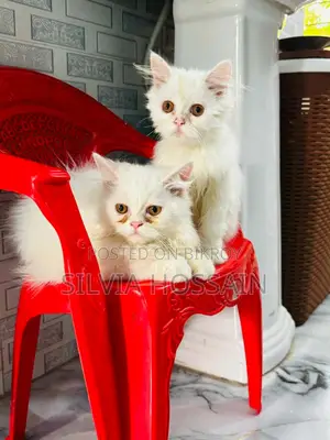3-6 months Female Purebred Persian