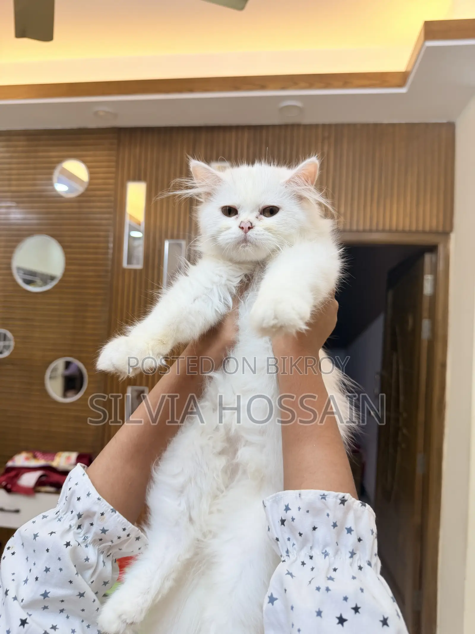 3-6 months Female Purebred Persian