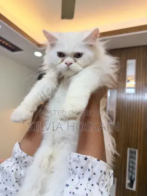 3-6 months Male Purebred Persian