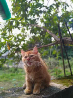 3-6 months Male Purebred Exotic