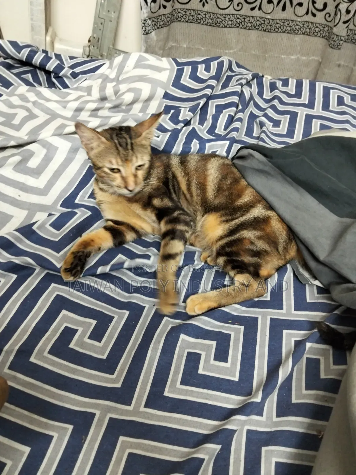 1+ Year Female Purebred Bengal Cat