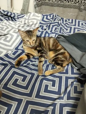 1+ Year Female Purebred Bengal Cat