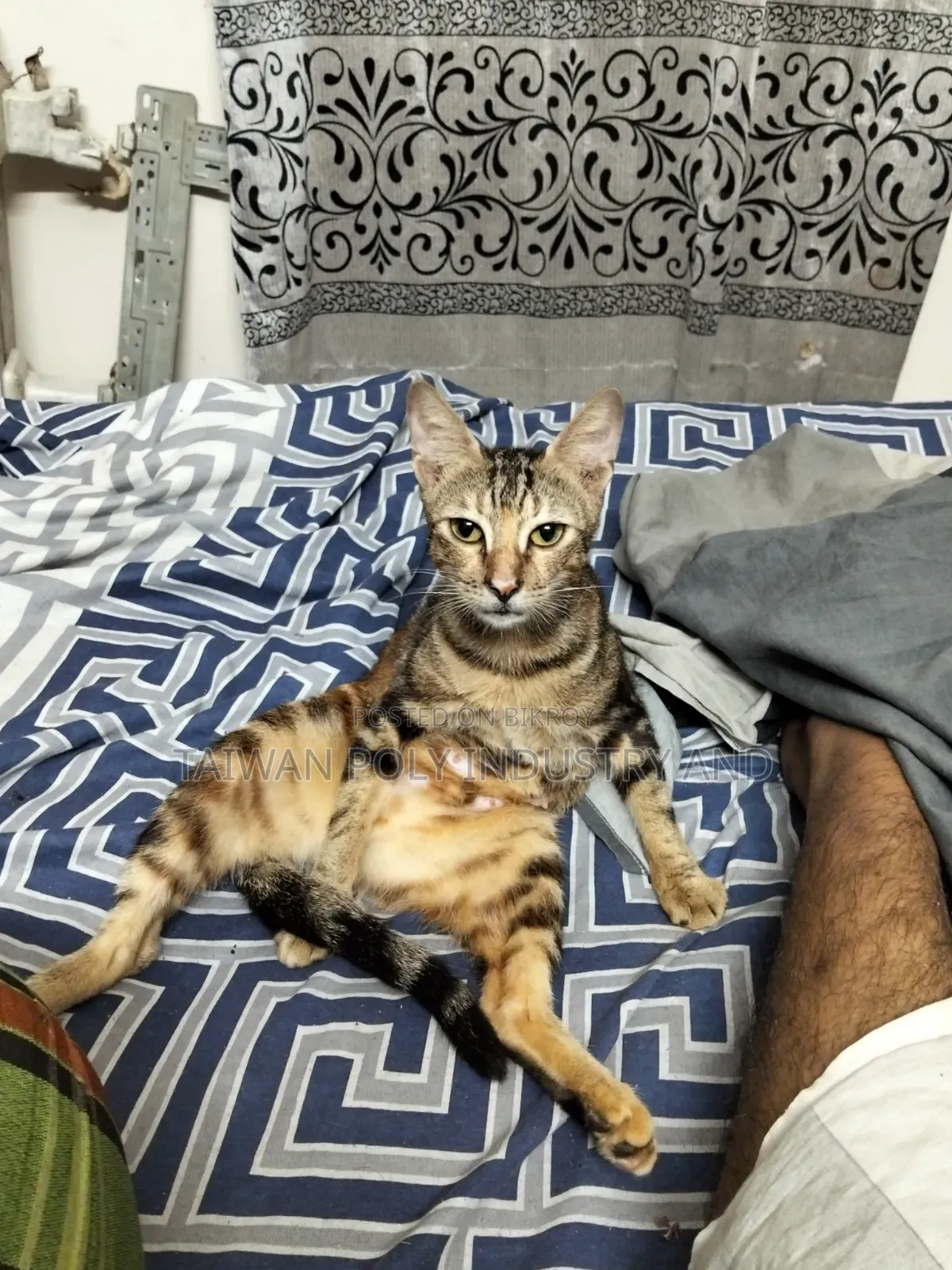1+ Year Female Purebred Bengal Cat