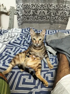 1+ Year Female Purebred Bengal Cat