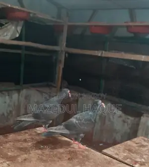 ড্যানিশ পিজন বেবি জোড়া