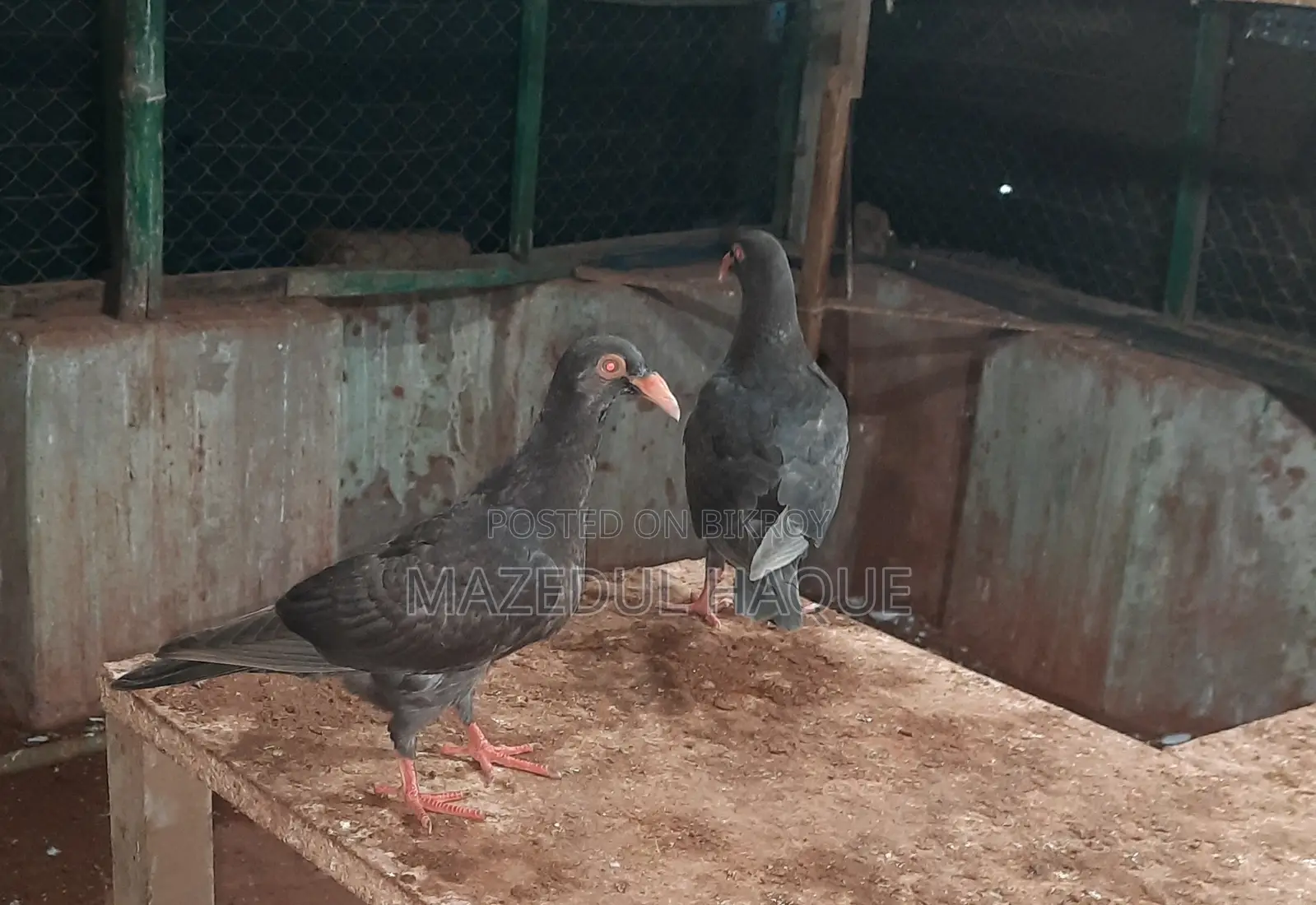 ড্যানিশ পিজন বেবি জোড়া