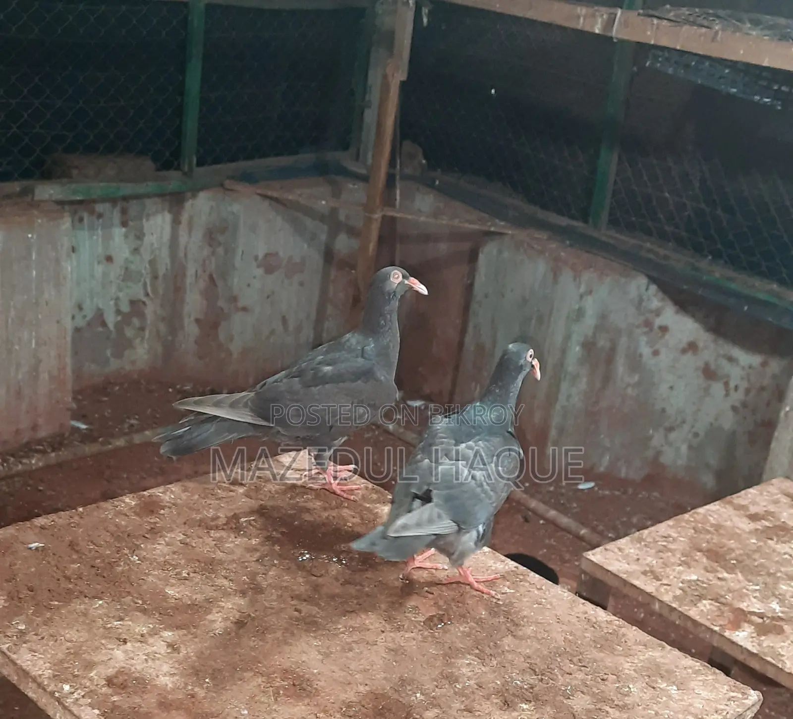 ড্যানিশ পিজন বেবি জোড়া