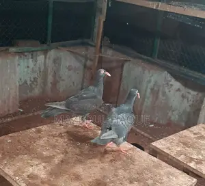ড্যানিশ পিজন বেবি জোড়া