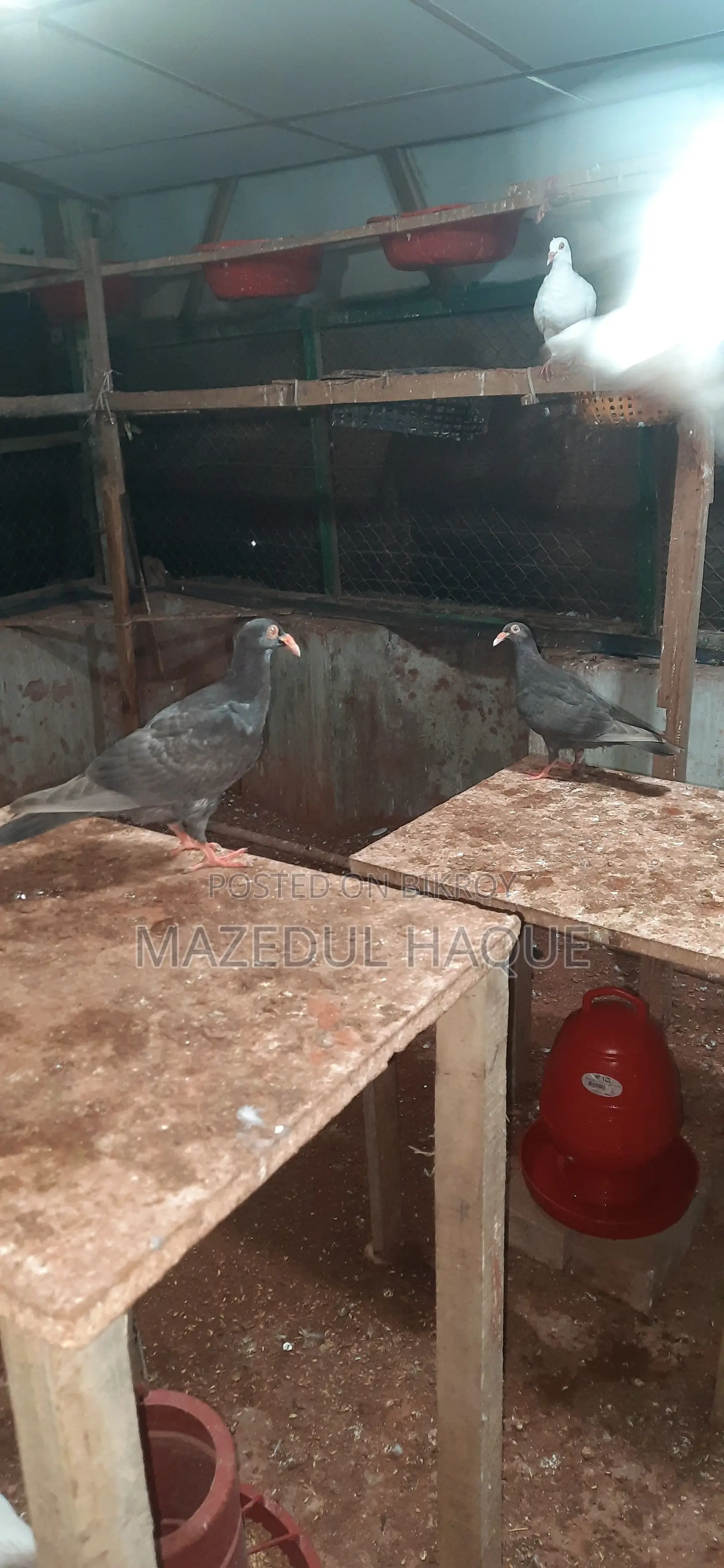 ড্যানিশ পিজন বেবি জোড়া