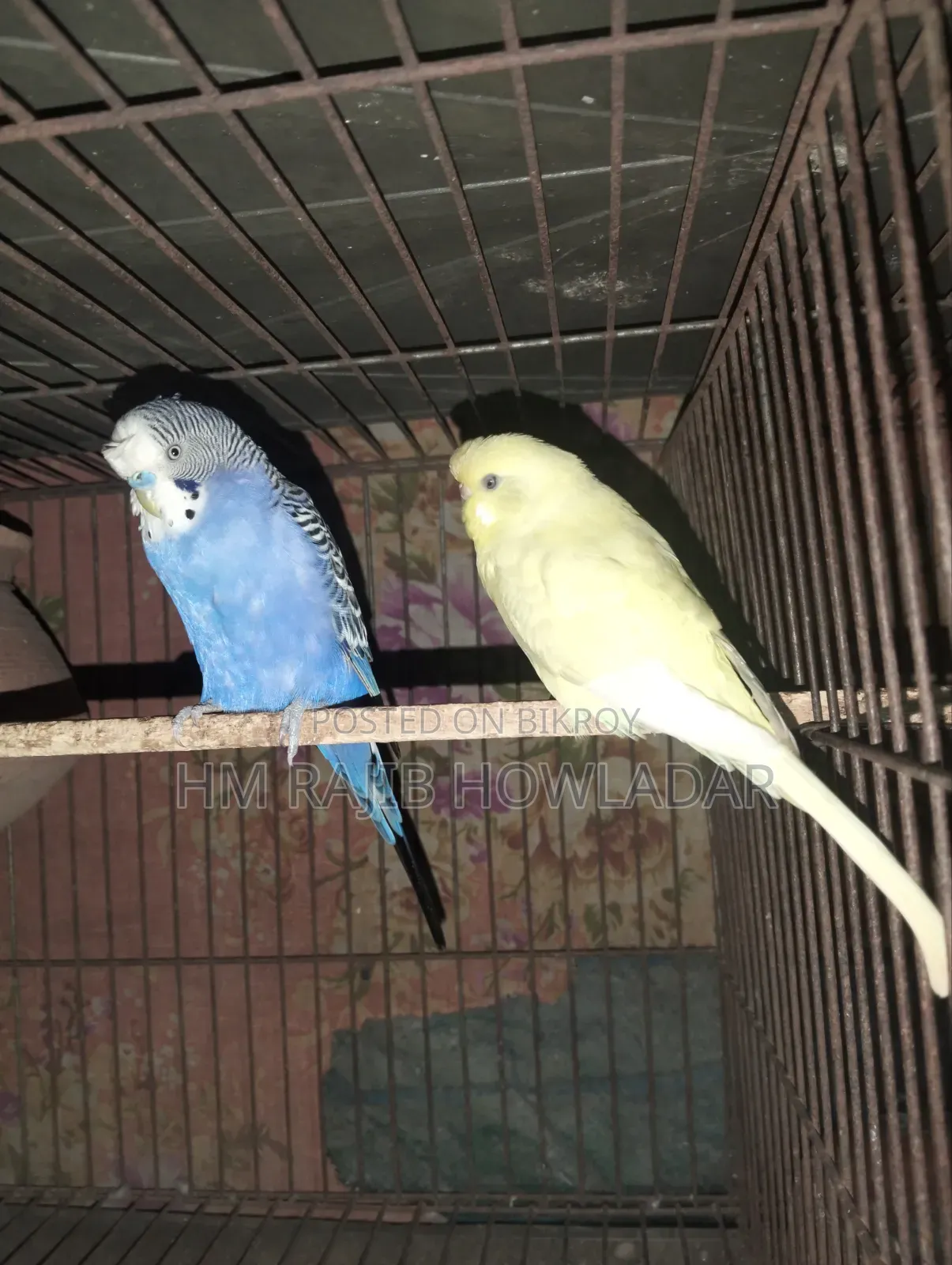 বাজোরিকা পাখি