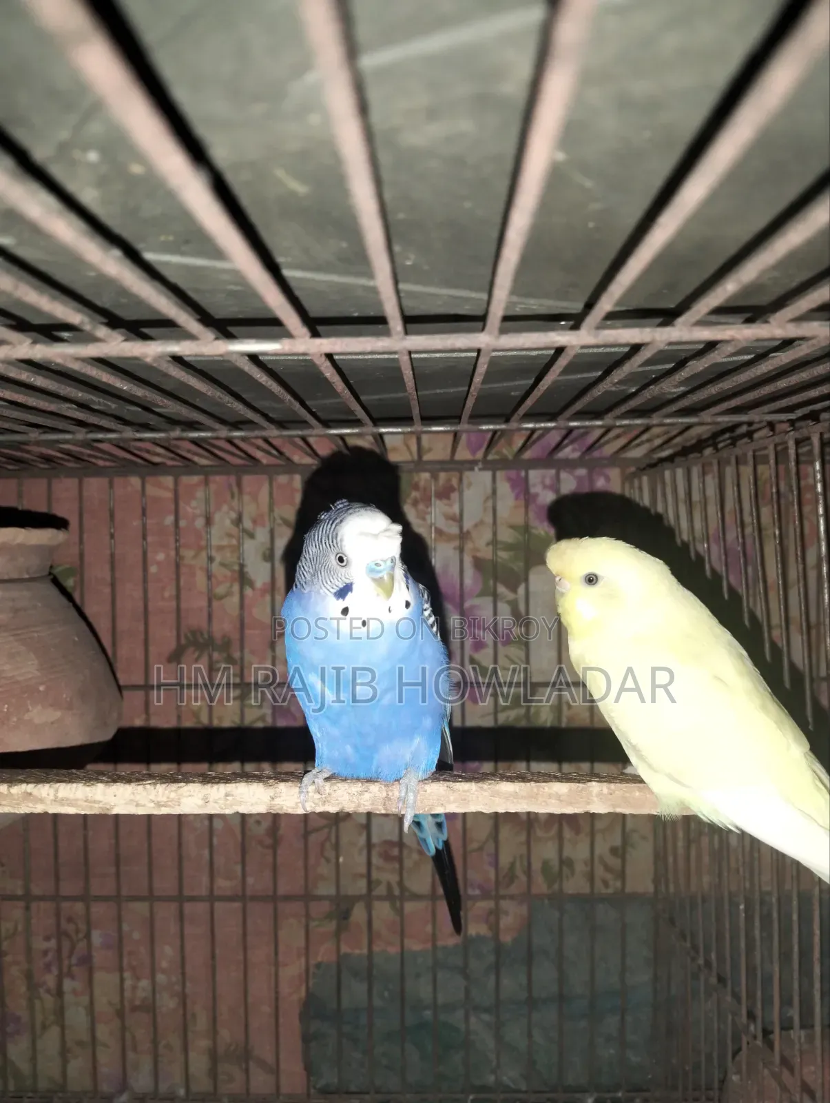 বাজোরিকা পাখি
