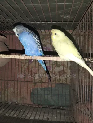 বাজোরিকা পাখি
